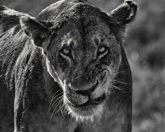 "Gnarly" Limited Edition Print