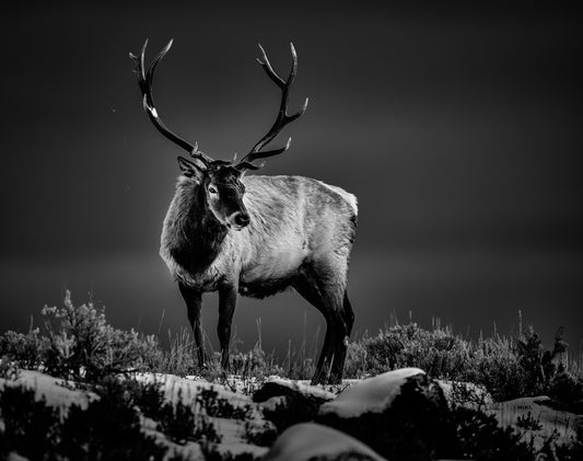 "Stag" Limited Edition Print