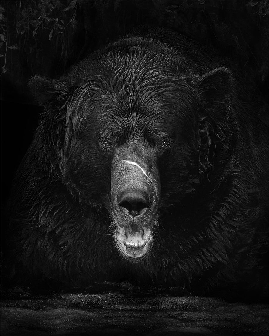 "Cerbearus" - Limited Edition Print